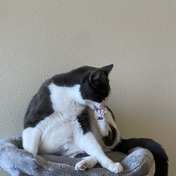 Meet your Posher, Francesca - Picture 3 of 9